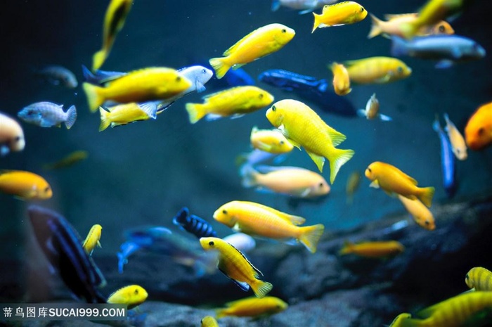 美丽的海底鱼群景色高清