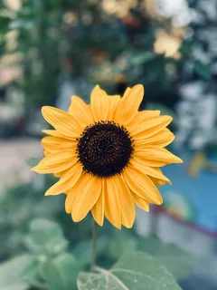 黄色向日葵摄影素材 黄色向日葵摄影素材