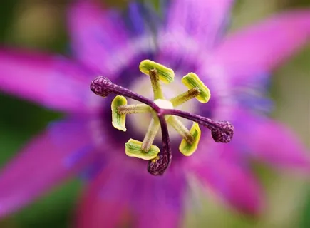 唯美鲜花花蕊高清图片