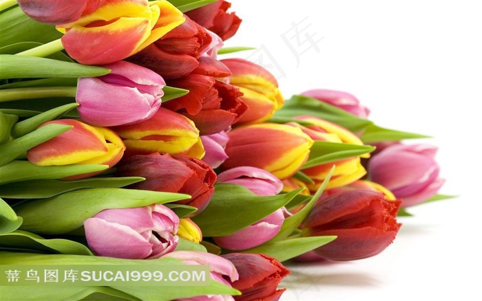 一束躺着的各色盛开的郁金香