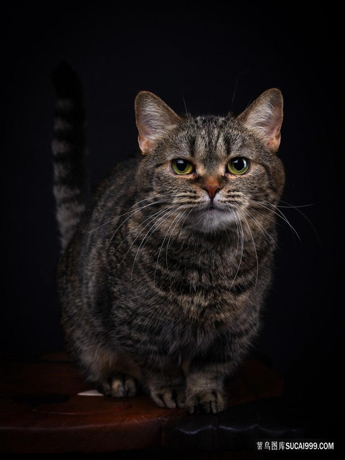 胖胖的猫咪图片