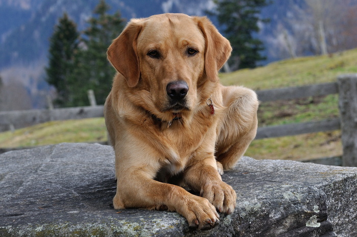 拉布拉多猎犬图片