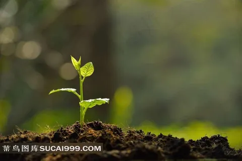 刚出土的新芽