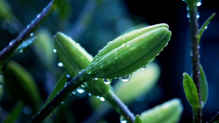 高清花骨朵露珠