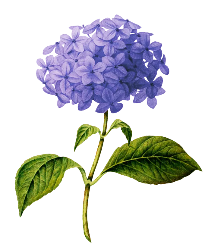 复古手绘植物花卉插画 免抠