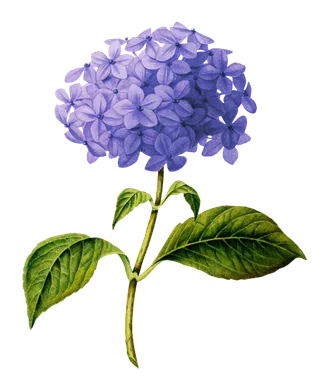 复古手绘植物花卉插画 免抠