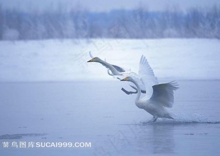 从湖面上起飞的天鹅