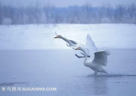 从湖面上起飞的天鹅