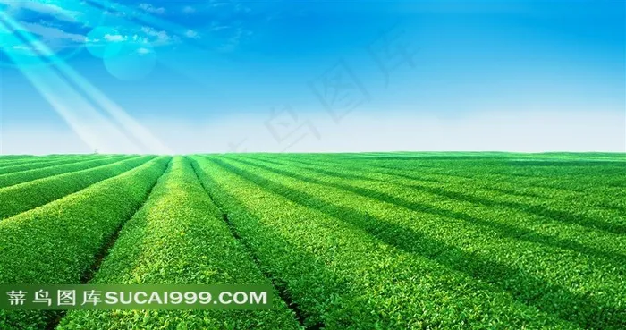 蓝天白云下的茶园田园风光