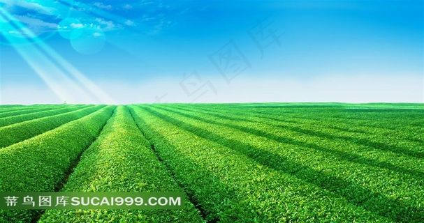 蓝天白云下的茶园田园风光