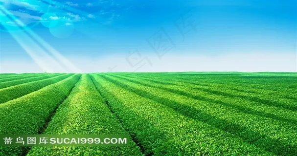 蓝天白云下的茶园田园风光 蓝天白云下的茶园田园风光