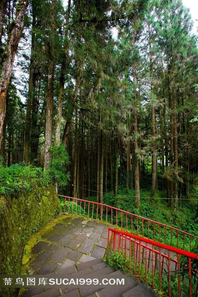 阿里山树林小道素材