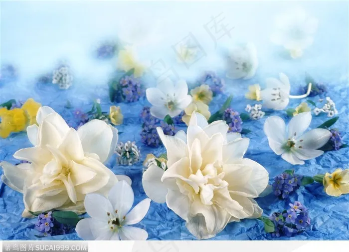 花束物语-散落的白色花朵