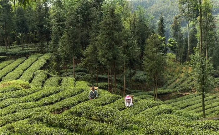 绿色山林茶园