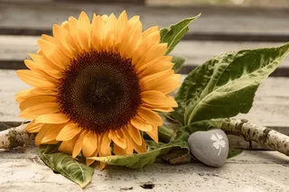 黄色向日葵摄影素材