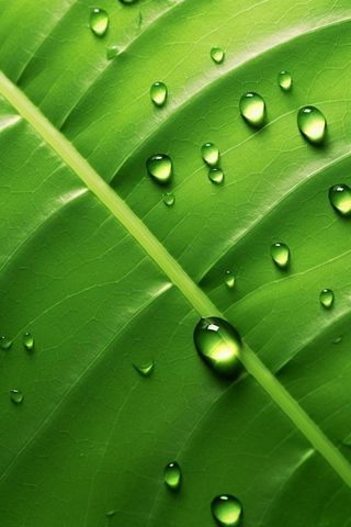 露珠绿叶摄影背景