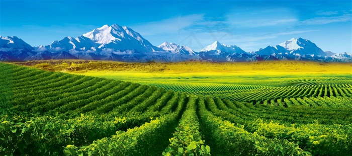 山峰下的绿色种植园图片