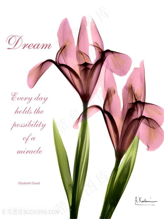 透明花卉唯美装饰画