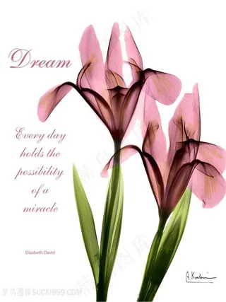 透明花卉唯美装饰画