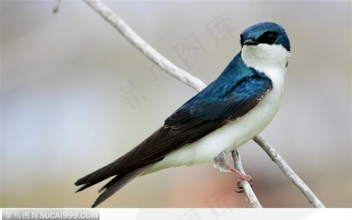 站在枝头上的喜鹊