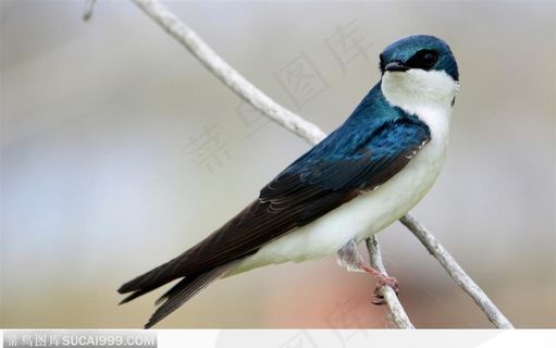 站在枝头上的喜鹊