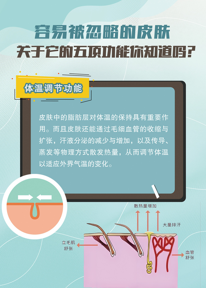 关于皮肤的功能知识海报psd模版下载