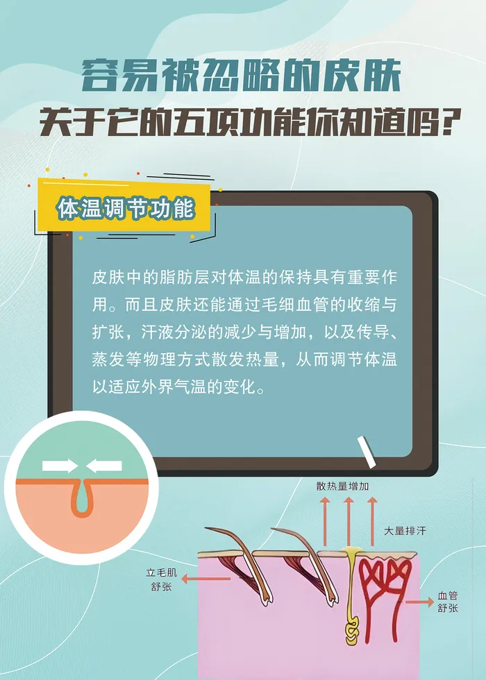 关于皮肤的功能知识海报