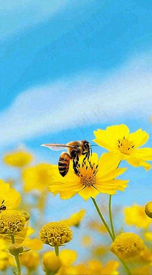 清新春天蓝天花丛黄色小花朵蜜蜂，春分摄影图