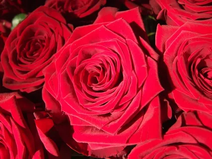 玫瑰, 花卉, 红色的, 红玫瑰, 宏玫瑰 花卉  玫瑰, 花卉, 红色的, 红玫瑰, 宏玫瑰 花卉
