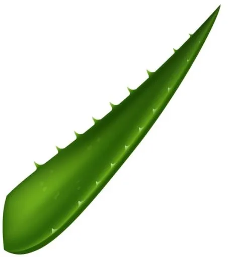 芦荟 PNG免抠(532x600)