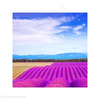 唯美薰衣草田园美景装饰画
