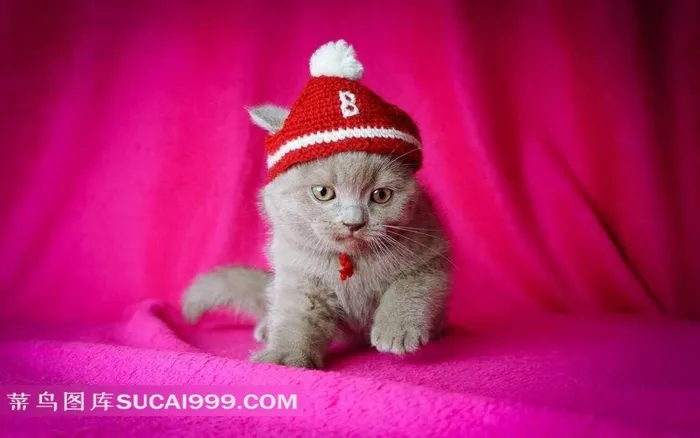 带着红色小帽子的猫咪