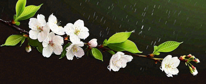 春天下雨花朵谷雨，惊蛰，雨水摄影图(1712x704)