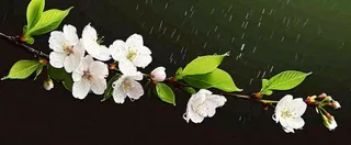春天下雨花朵谷雨，惊蛰，雨水摄影图