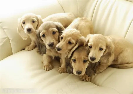 可爱狗狗-沙发上一群拉布拉多犬 可爱狗狗-沙发上一群拉布拉多犬