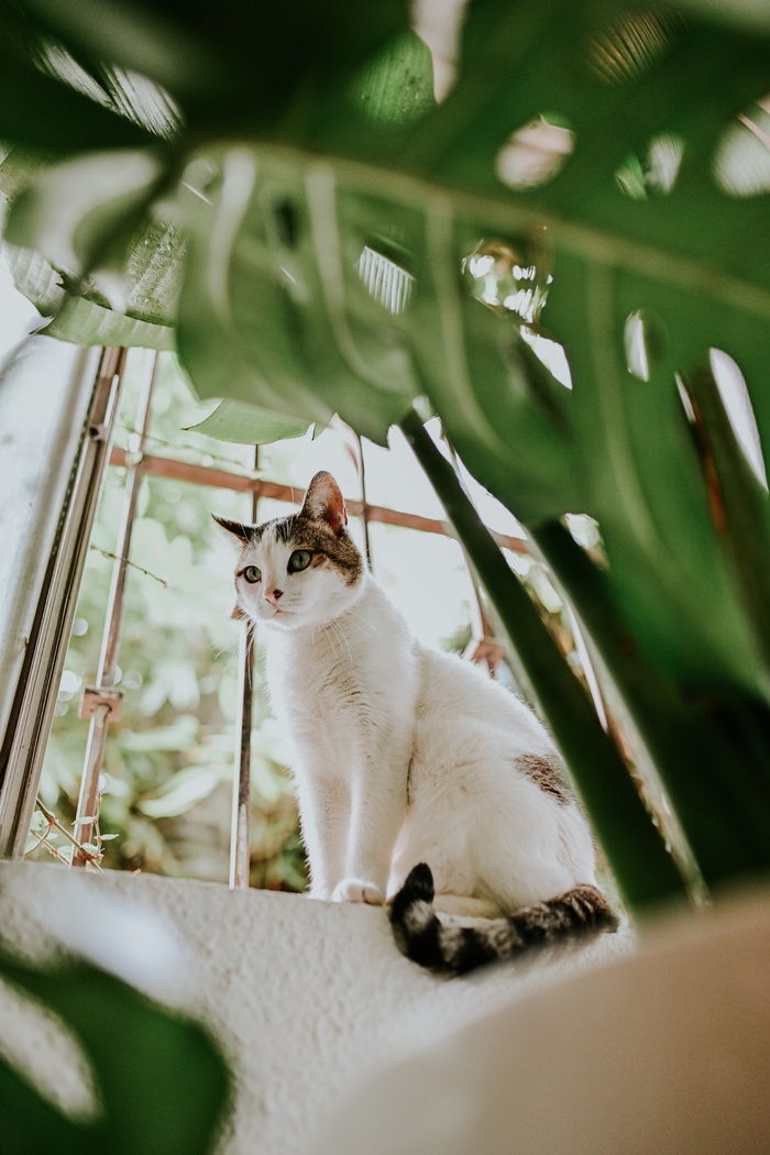 可爱猫咪猫猫摄影素材