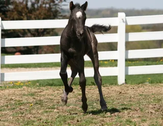马动物野马草原野生动物草原