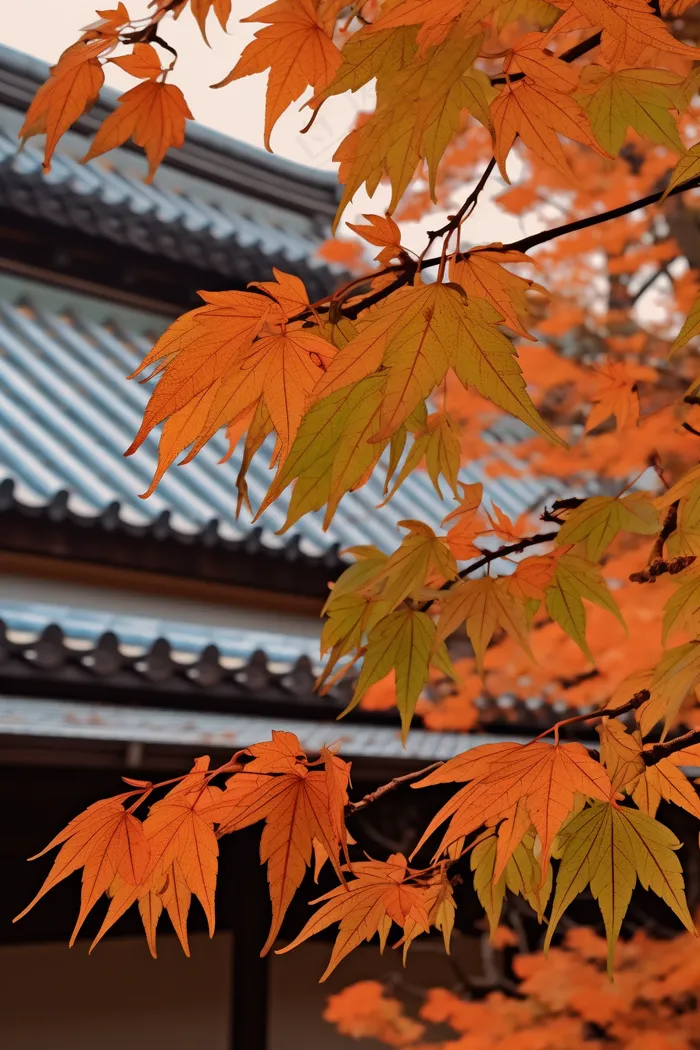 秋末雨过红枫叶苏州庭院风景摄影图(2688x4032)