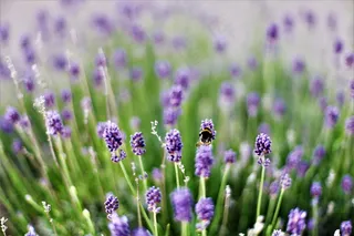 紫色薰衣草花摄影图片
