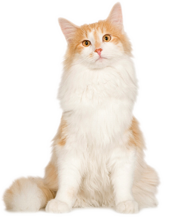 金渐层猫咪