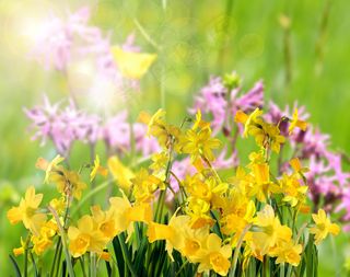 黄色清新花朵图片下载