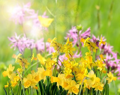 黄色清新花朵图片下载 黄色清新花朵图片下载