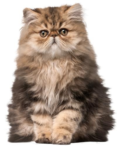 毛茸茸的小猫 PNG免抠(400x500)