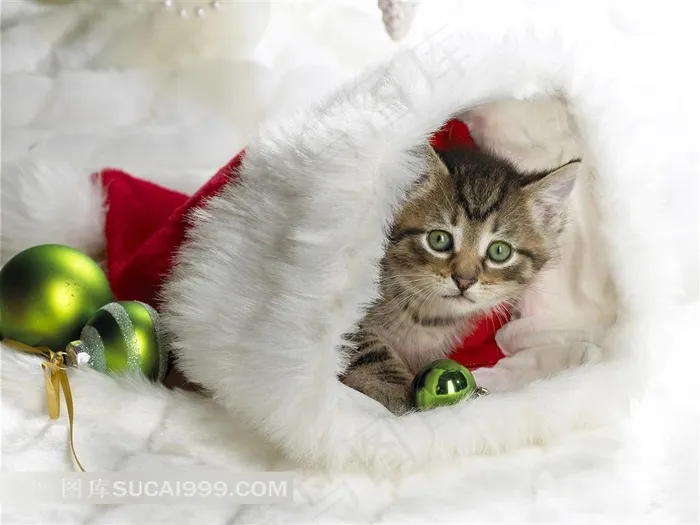 圣诞袜里的小猫素材