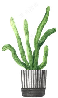 水彩插画-植物30