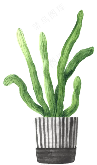 水彩插画-植物30