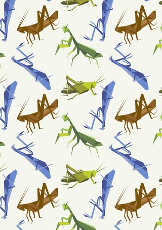 童年回忆蚱蜢螳螂儿时乐趣