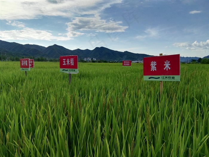 金黄丰收的水稻摄影