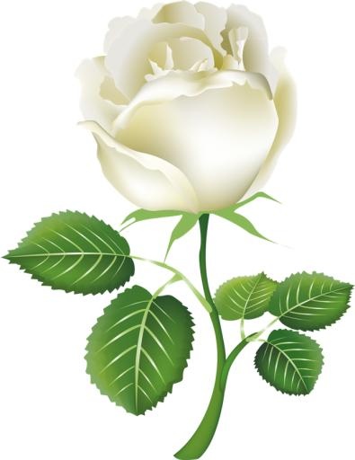 白玫瑰PNG图片,花白玫瑰PNG图片免抠(650x841)