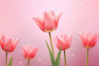 粉色清新郁金香鲜花背景